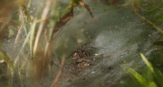 Agellena labyrintica