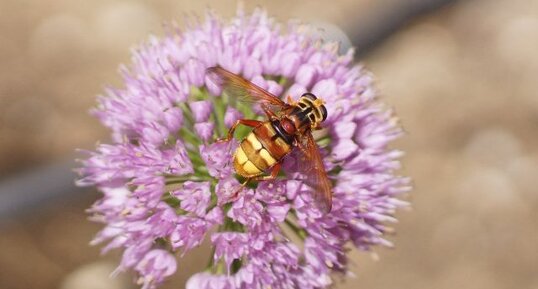 Milesia crabroniformis