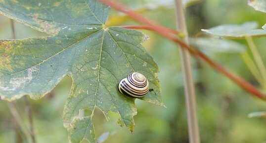 Escargot des haies