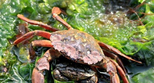 Carcinus maenas