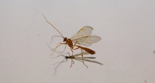 Ichneumon sp.