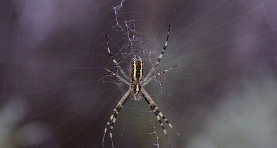 Argiope bruennichi