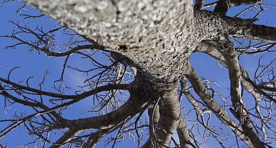 Horizon dégagé pour un sieston au pied d'un arbre.