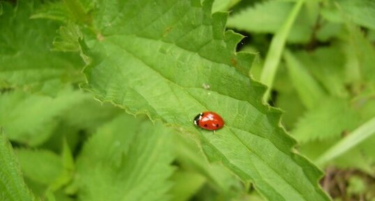 Coccinelle à 7 points