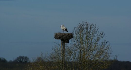 Cigognes Blanches