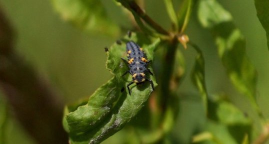 Larve de Coccinelle