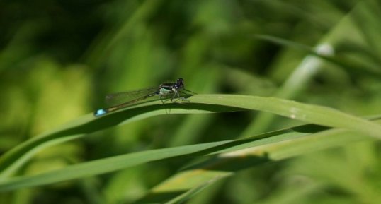 Agrion élégant