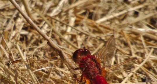 Crocothemis écarlate Crocothemis erythraea