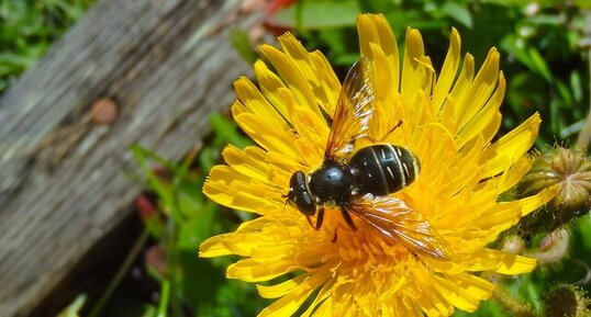 Sericomyia militaris (3)