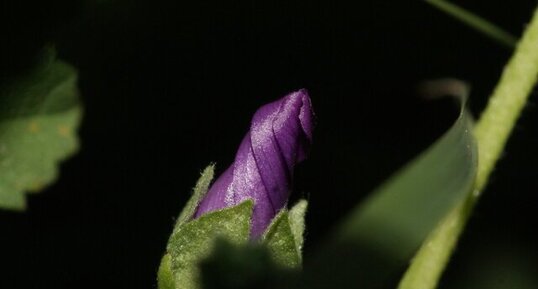 Bouton de fleur de géranium