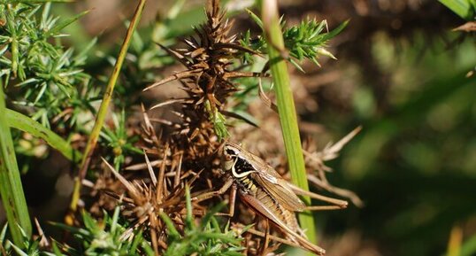 Decticelle bariolée, Roeseliana roeselii (Hagenbach, 1822)