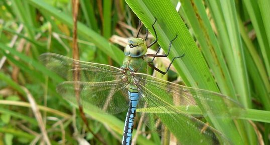 L'Anax empereur