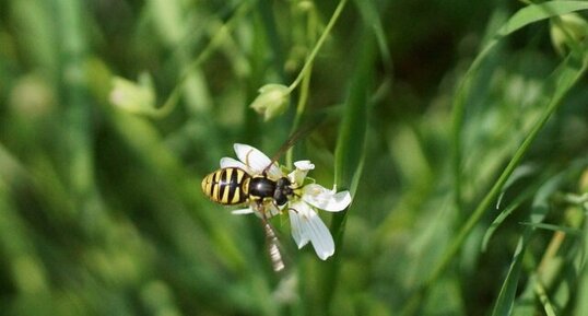 Chrysotoxe prudente