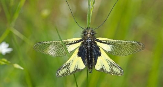 Libelloides coccajus - L'ascalaphe soufré