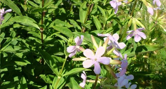 Saponaire officinale