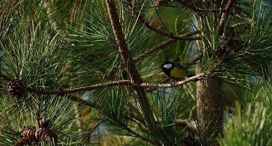 Mésange charbonnière