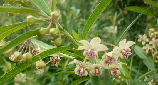 Inconnue du 28 novembre : la fleur