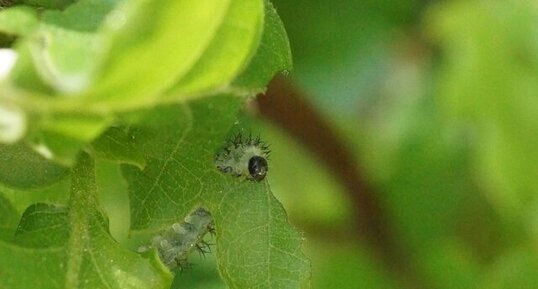 Larve de Periclista sp.