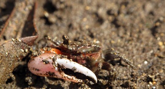 Crabe violoniste (Uca sp.)