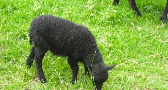 Mouton noir de Ouessant : un agneau