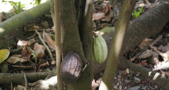 Fèves de cacao