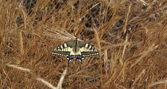 MACHAON