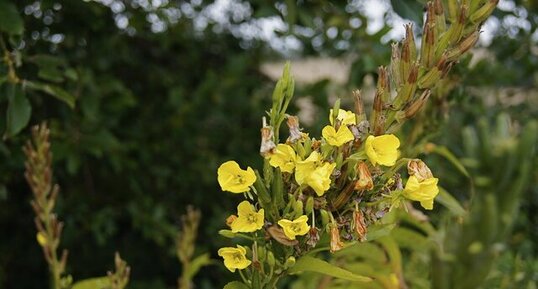 Fleurs d'onagre