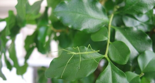 Phasme - Clonopsis gallica