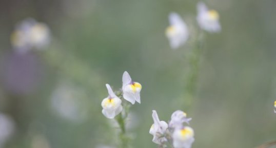 Fleur de linaire striée