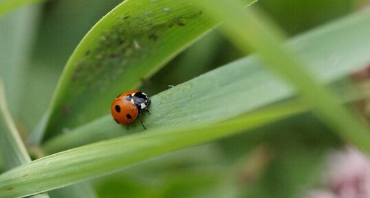 Coccinelle à 7 points