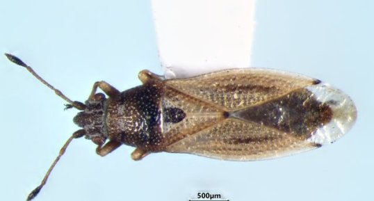 Cymus angustatus