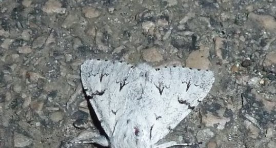 "Noctuelle de l'érable" Arctomyscis(Acronicta) aceris. Noctuelle.