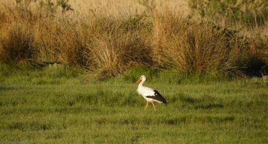 Cigogne blanche