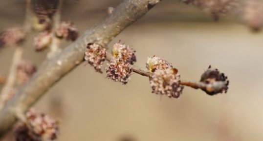 Fleurs d'orme ?