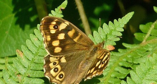 Papillon "tircis"