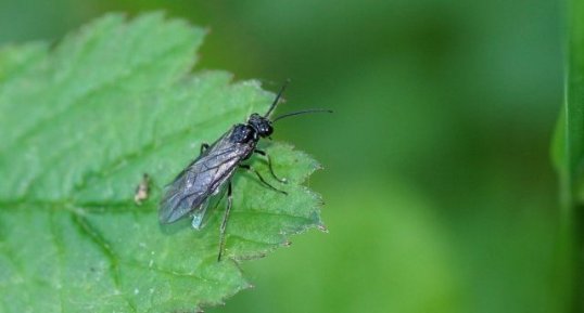 Rhadinoceraea micans - sous réserve