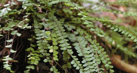 Asplenium