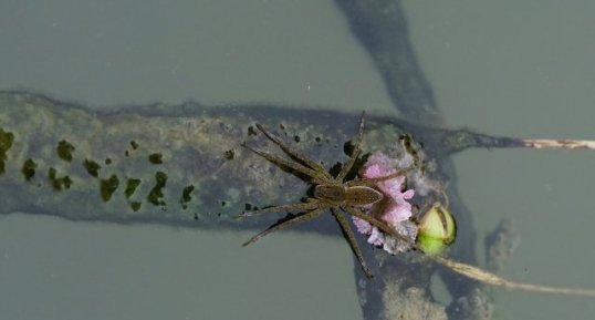 Dolomedes sp.