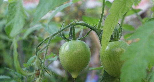 Fruit de Tomate : Solanum lycopersicum