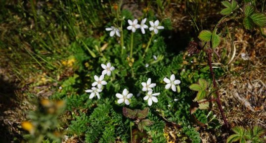 Erodium sp.