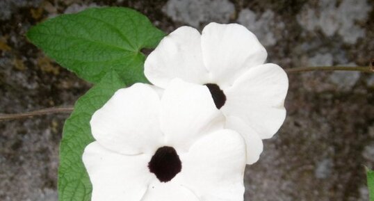 Suzanne aux yeux noirs (Thunbergia alata)