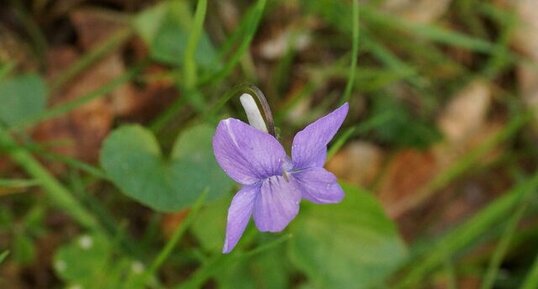 Violette de rivin - sous réserve