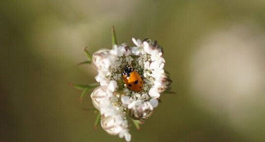 Hippodamia variegata