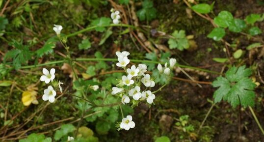 Saxifrage granulé - sous réserve