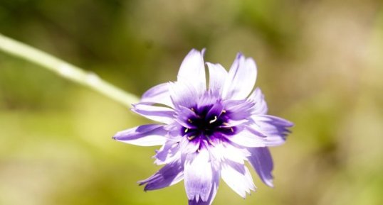 Catananche bleue