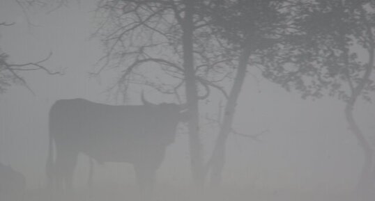 Réveil dans la Brume