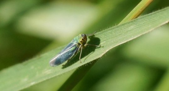 Cicadelle verte