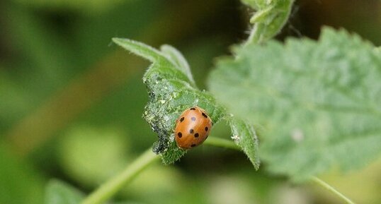 Coccinelle de la Bryone