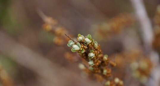 Inflorescence d'Argousier