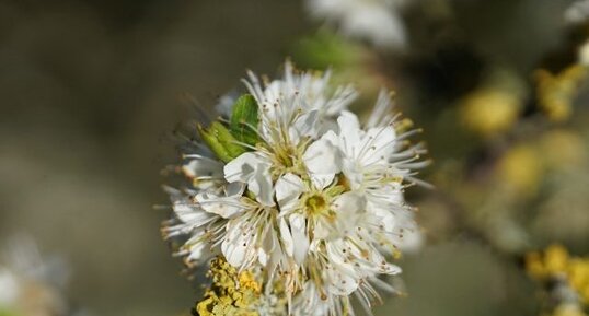 Prunellier